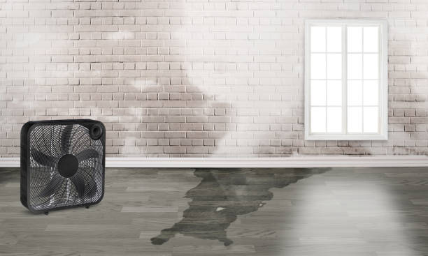 Best Water damage cleanup near me  in Honesdale, PA